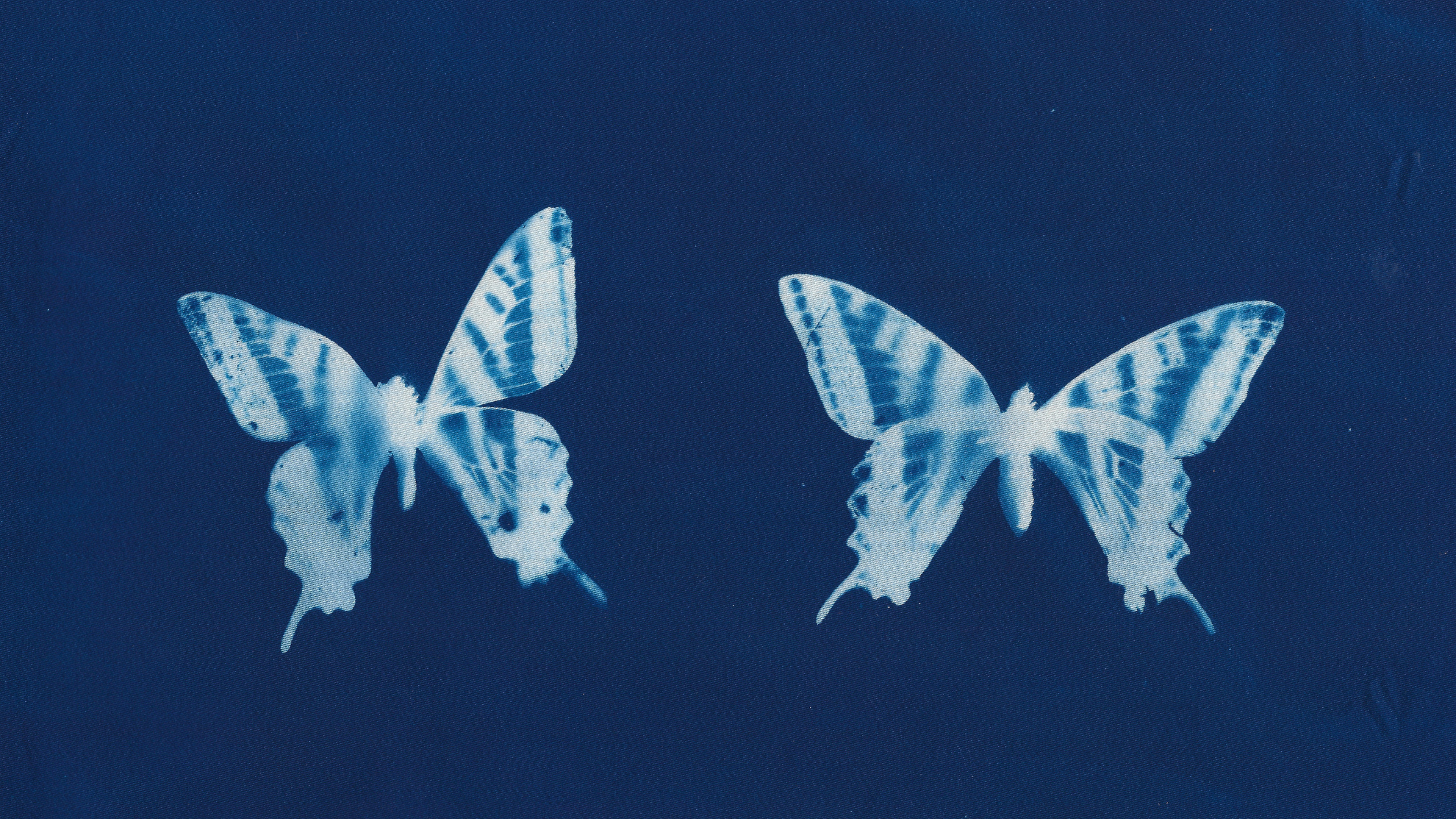 Cyanotype artwork featuring two blue butterflies on a deep indigo background — symbolic of transformation and self-connection.