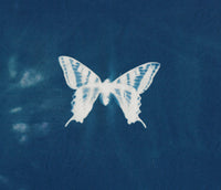 Cyanotype print of a butterfly — deep blue background with delicate white wing detail, representing Olivia Poyer’s artistic craftsmanship.