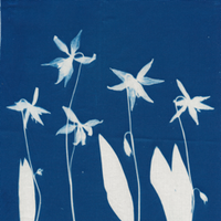 Cyanotype exposure of delicate white floral silhouettes on a rich blue background — fine art meets slow fashion.