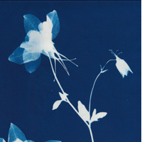 Cyanotype artwork of a delicate columbine flower on deep blue background, used as a botanical design element.